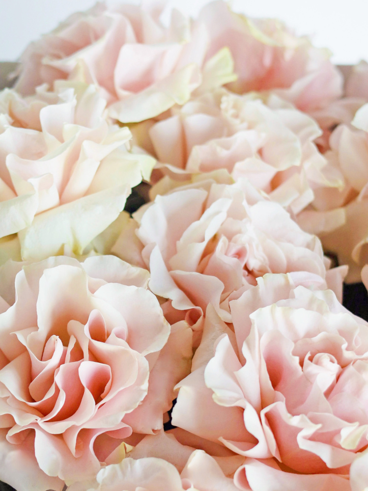 БУКЕТ 15 ФРАНЦУЗСКИХ РОЗА PINK MONDIAL БУКЕТ 15 ФРАНЦУЗСКИХ РОЗА PINK MONDIAL